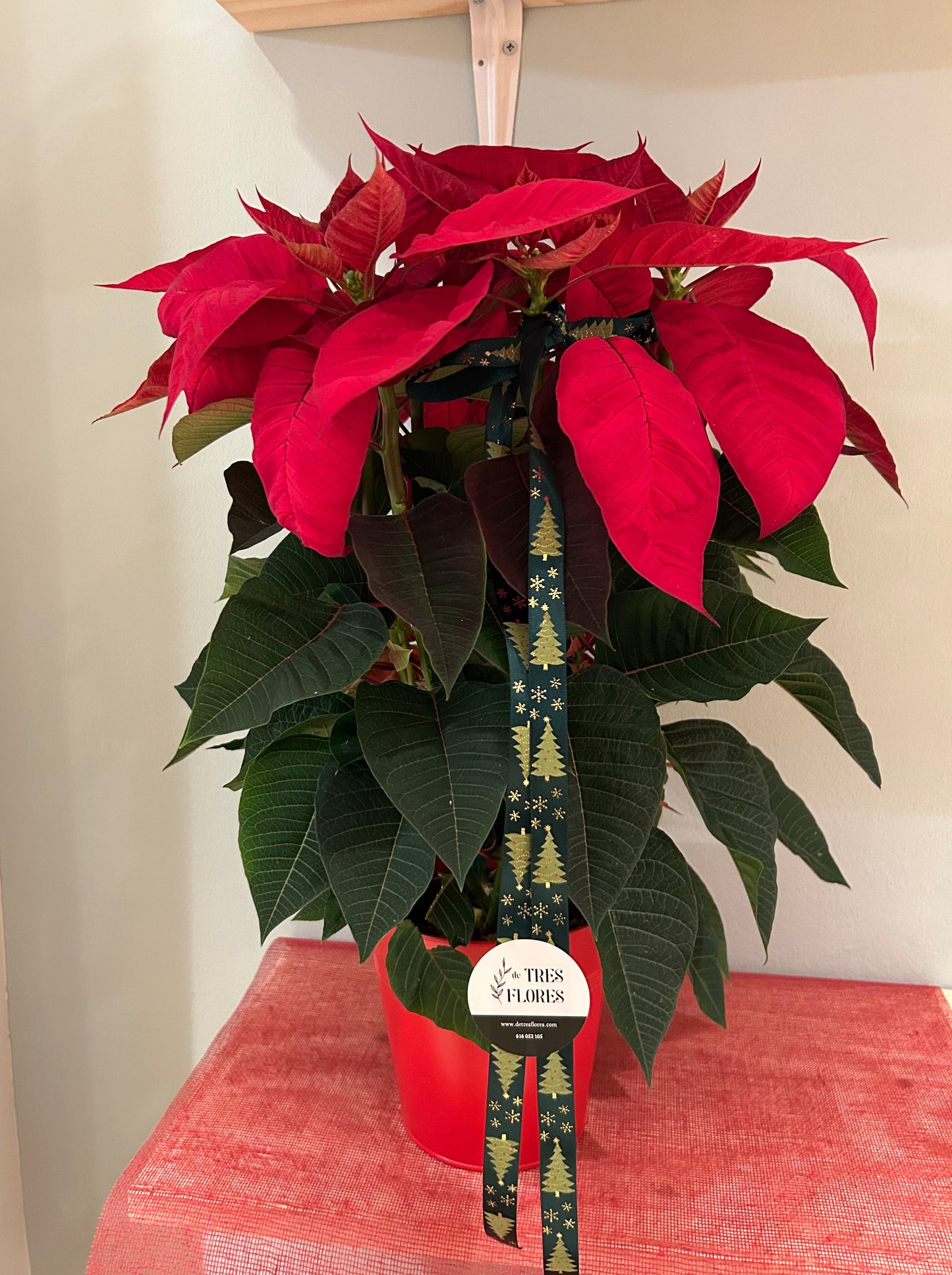 POINSETTIA GRANDE