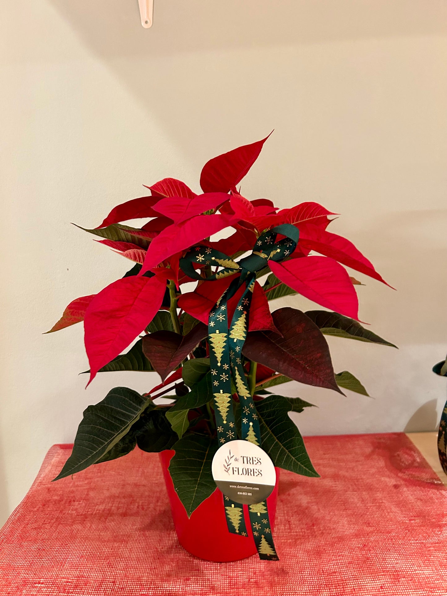 POINSETTIA MEDIANA