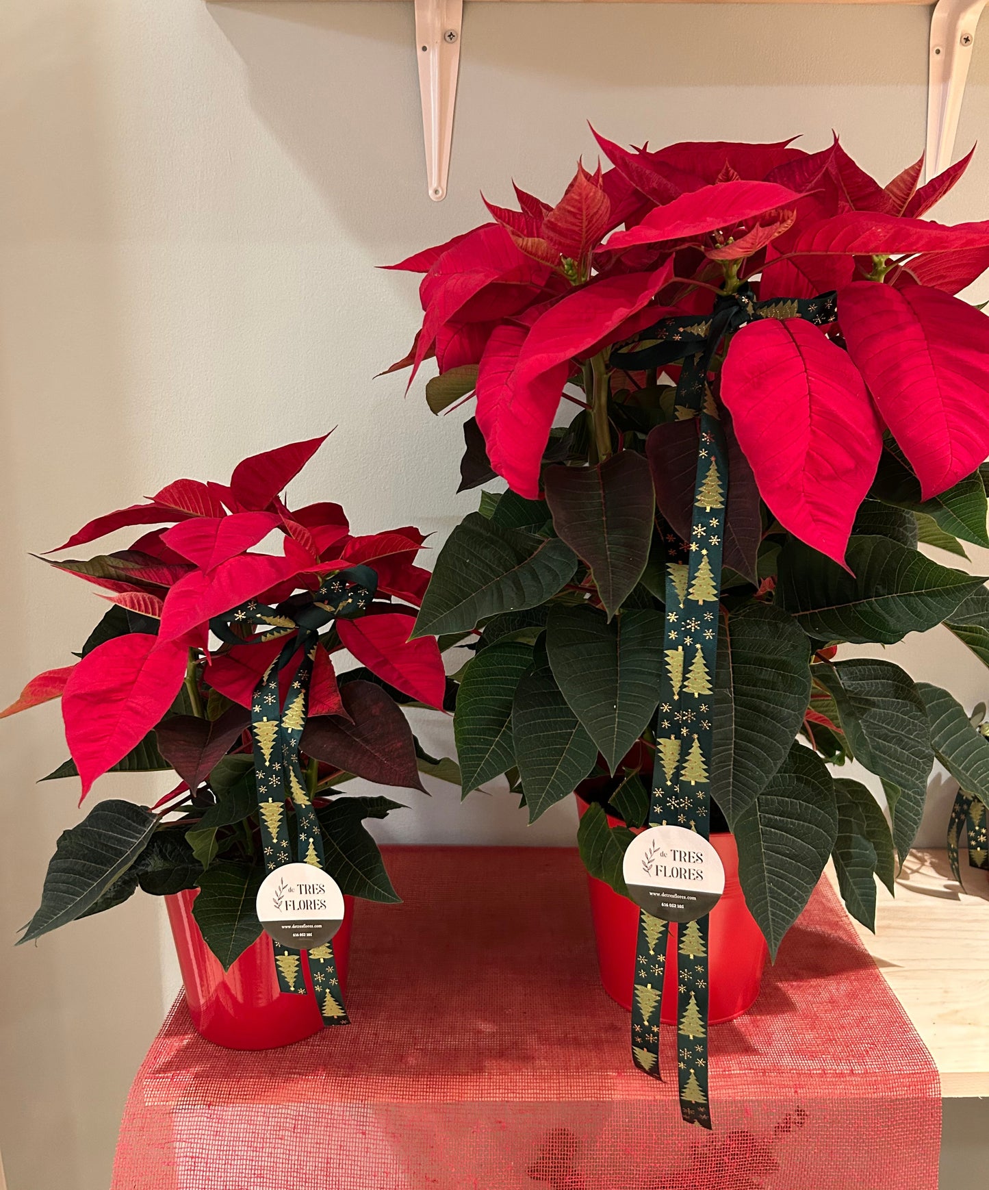 PACK POINSETTIA